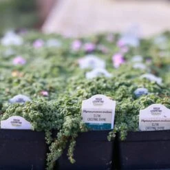 Elfin Creeping Thyme -High Country Gardens Store 240403 clinton 6632 elfin creeping thyme