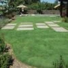 UC Verde® Buffalo Grass Plugs 10 UC Verde® Buffalo Grass Plugs -High Country Gardens Store 27058 buffalo grass verde