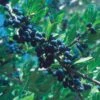 Berry Girl New Mexico Privet 4 Berry Girl New Mexico Privet -High Country Gardens Store 52550a forestiera neomexicana 1