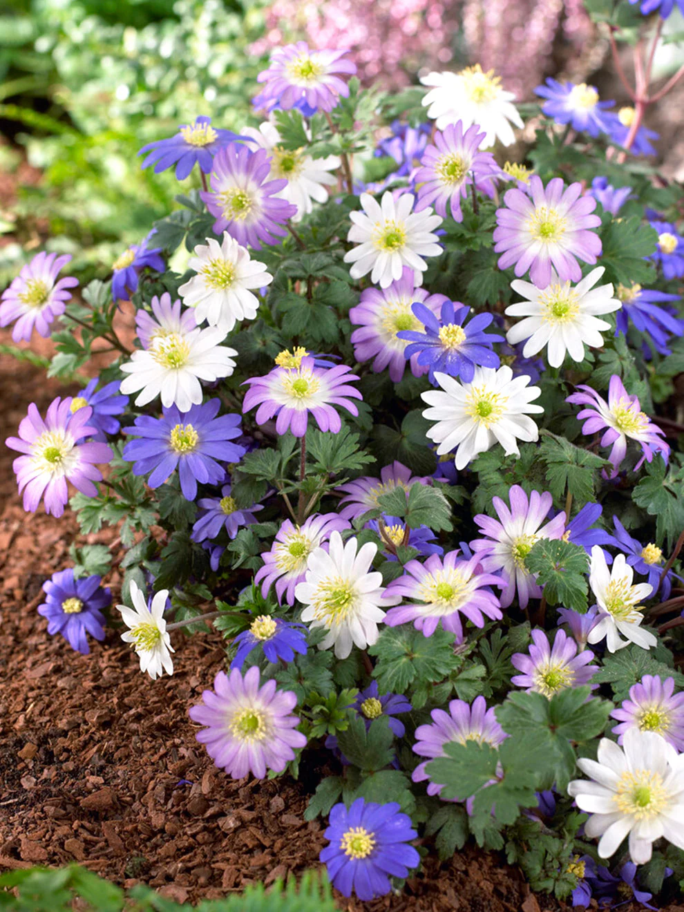 High Country Gardens Store -High Country Gardens Store Anemone Blanda Mix 1