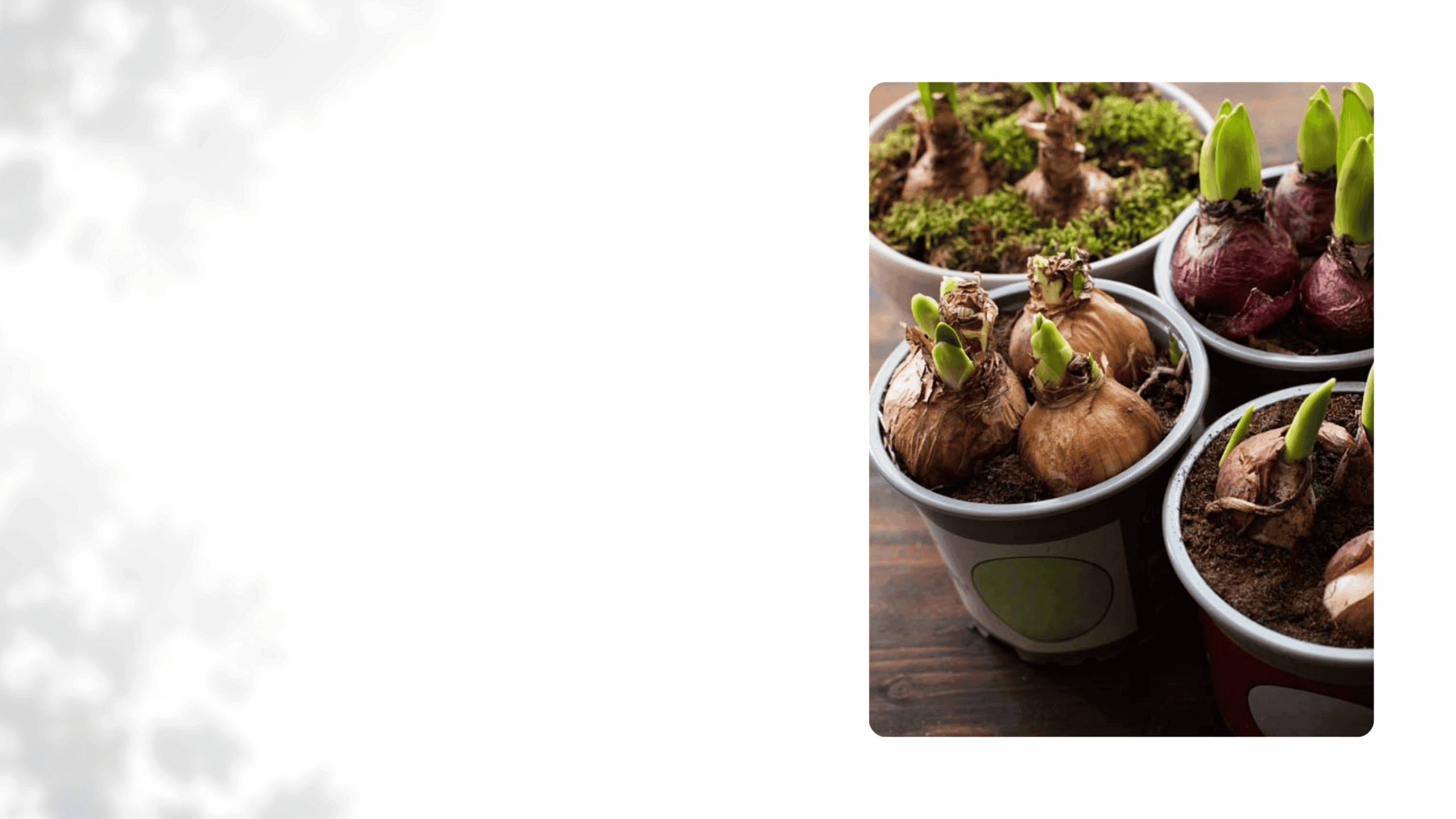 High Country Gardens Store -High Country Gardens Store Green White Natural Illustration Gardening Tips Presentation 1 scaled