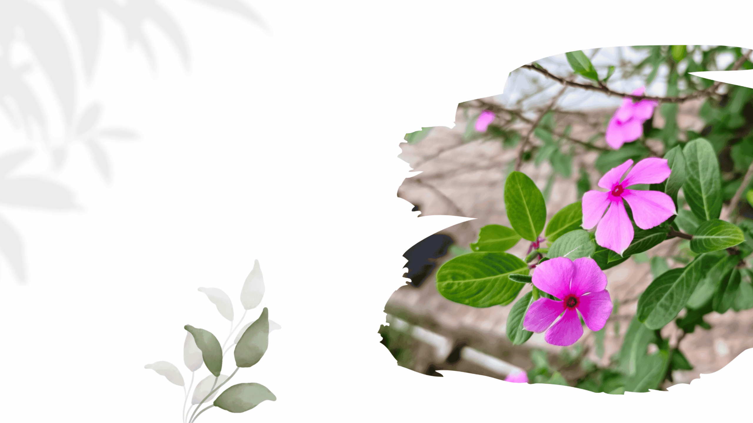 High Country Gardens Store -High Country Gardens Store Green White Natural Illustration Gardening Tips Presentation scaled