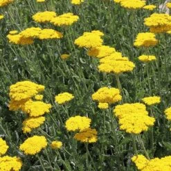 High Country Gardens Store 3 High Country Gardens Store -High Country Gardens Store achillea coronation gold yarrow 17
