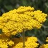 Coronation Gold Yarrow 7 Coronation Gold Yarrow -High Country Gardens Store achillea coronation gold yarrow 47