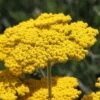 Some Like It Hot Collection -High Country Gardens Store achillea coronation gold yarrow 47 1