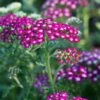 New Vintage™ Violet Yarrow -High Country Gardens Store achillea millefolium new vintage violet yarrow 1