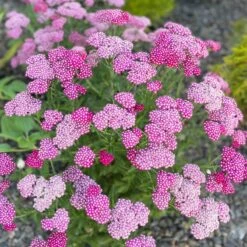 New Vintage™ Violet Yarrow -High Country Gardens Store achillea millefolium new vintage violet yarrow 3