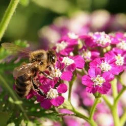 New Vintage™ Violet Yarrow -High Country Gardens Store achillea millefolium new vintage violet yarrow 4