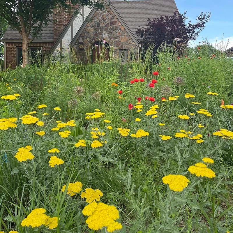 Moonshine Yarrow 4 Moonshine Yarrow - Image 4