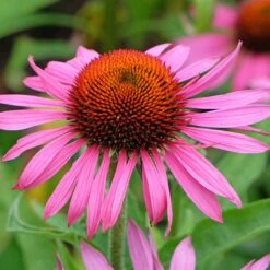 Ruby Star Echinacea -High Country Gardens Store adobestock 1244448527 rubinstern sq