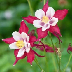 Red Hobbit Columbine -High Country Gardens Store adobestock 301486475 red hobbit sq