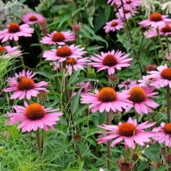 Ruby Star Echinacea -High Country Gardens Store adobestock 662705735 rubinstern sq