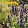 Black Adder Agastache -High Country Gardens Store agastache black adder 1