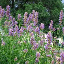 Blue Blazes Agastache -High Country Gardens Store agastache blue blazes 1