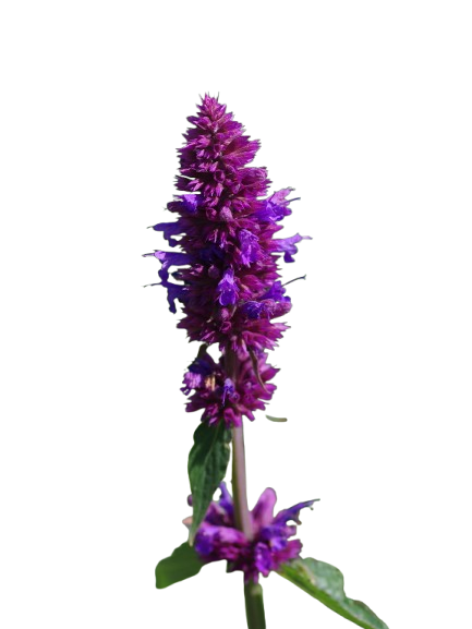 High Country Gardens Store 26 High Country Gardens Store -High Country Gardens Store agastache blue boa bc reservoir11 11 6 22b 3199b61770 removebg preview