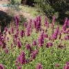 Agastache Cana -High Country Gardens Store agastache cana 1