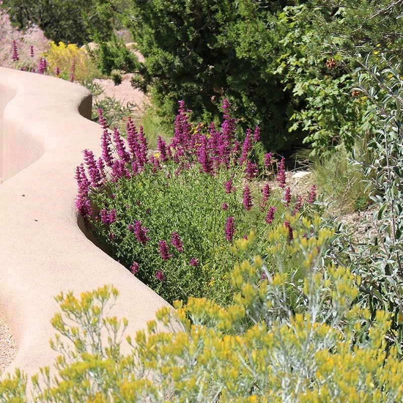 Agastache Cana 2 Agastache Cana - Image 2