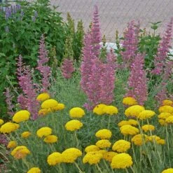 Desert Solstice Agastache -High Country Gardens Store agastache desert solstice achillea gold plate