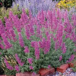 Desert Solstice Agastache -High Country Gardens Store agastache desert solstice bush