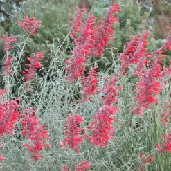 Summer Showstopper Pre-Planned Garden -High Country Gardens Store agastache glowing embers