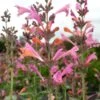 Kudos™ Ambrosia Agastache -High Country Gardens Store agastache kudos ambrosia terra nova cropped closeup 2