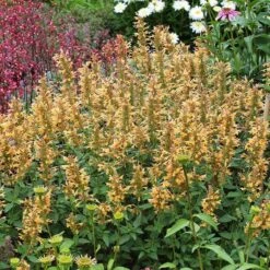 High Country Gardens Store -High Country Gardens Store agastache kudos gold terra nova cropped 1