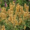 Kudos™ Gold Agastache -High Country Gardens Store agastache kudos gold terra nova cropped 2 2