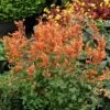 Kudos™ Mandarin Agastache -High Country Gardens Store agastache kudos mandarin terra nova nurseries cropped 3