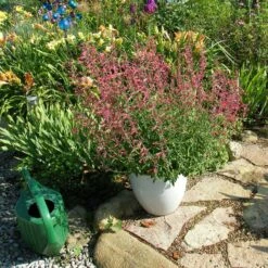 Red Happiness Agastache -High Country Gardens Store agastache red happiness container