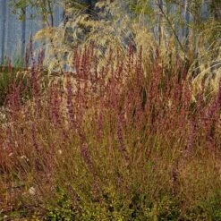 Red Happiness Agastache -High Country Gardens Store agastache red happiness fall