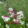Red Happiness Agastache -High Country Gardens Store agastache red happiness verbena snow flurry 2