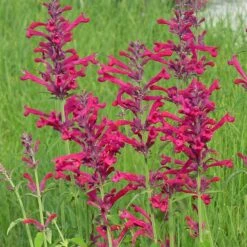 Red Happiness Agastache -High Country Gardens Store agastache red happiness 1 1