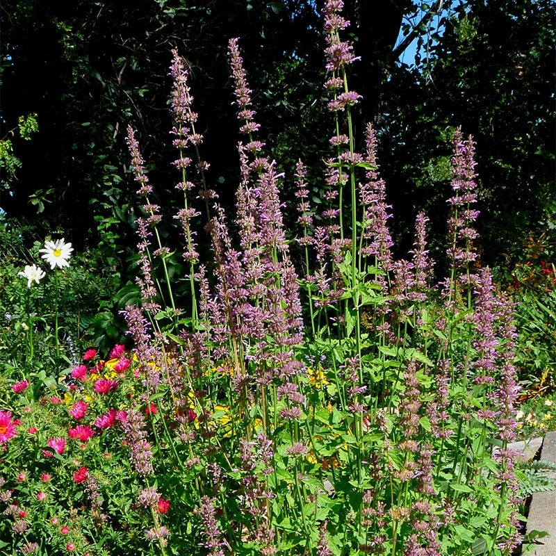 Agastache Neomexicana 3 Agastache Neomexicana - Image 3