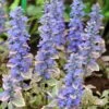 Silver Queen Ajuga -High Country Gardens Store ajuga silver queen 1