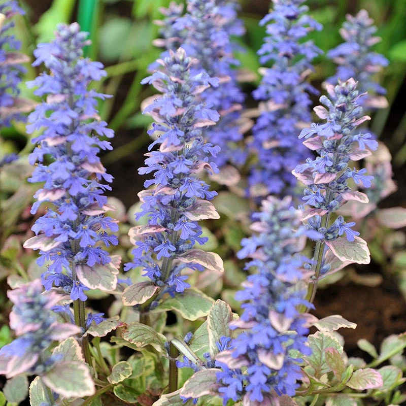 Silver Queen Ajuga 1 Silver Queen Ajuga