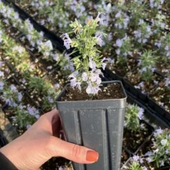 Alcalde Cold Hardy Rosemary 5 Alcalde Cold Hardy Rosemary -High Country Gardens Store alcade cold hardy 328650031 1416408435430457 2722287569560380498 n