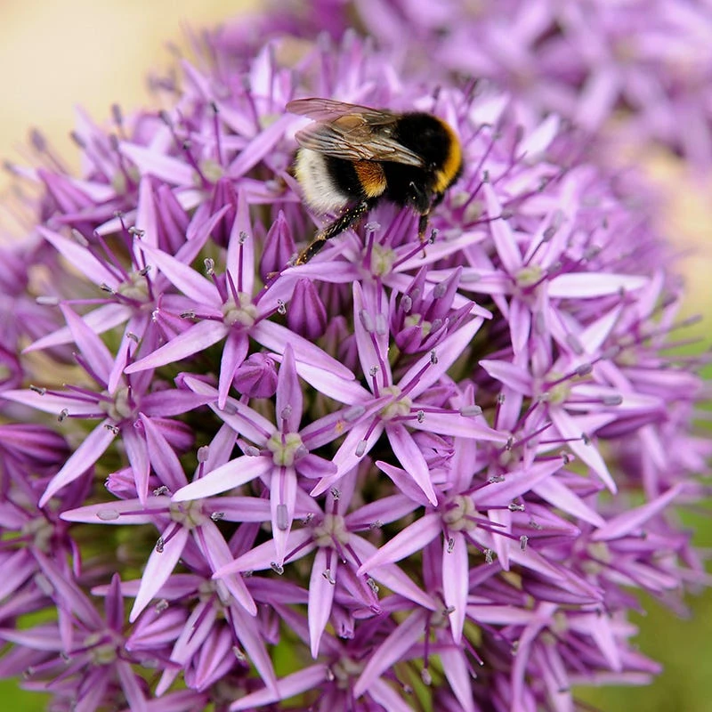 Endless Allium Bulb Collection 3 Endless Allium Bulb Collection - Image 3