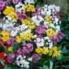 Rainbow Fireworks Allium Mix -High Country Gardens Store allium rainbow mix 1