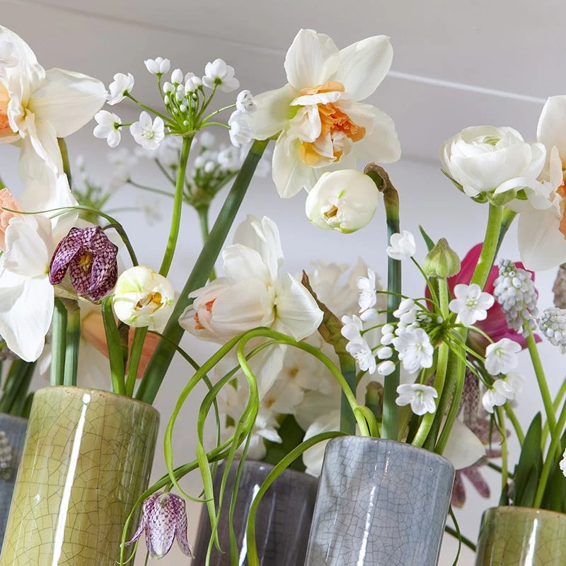 Allium Neapolitanum 3 Allium Neapolitanum - Image 3