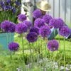 Endless Allium Bulb Collection -High Country Gardens Store allium purple sensation 2