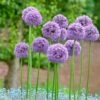 Gladiator Allium -High Country Gardens Store alliumgladiator2 1