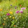 Dry Area Wildflower Seed Mix 8 Dry Area Wildflower Seed Mix -High Country Gardens Store allysum cosmos coreopsis red poppy meadow