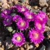 Hardy Living Stone (Aloinopsis) -High Country Gardens Store aloinopsis spathulata pr1