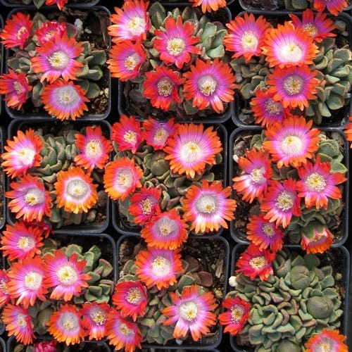 Psychedelic Mesemb (Aloinopsis) 2 Psychedelic Mesemb (Aloinopsis) - Image 2