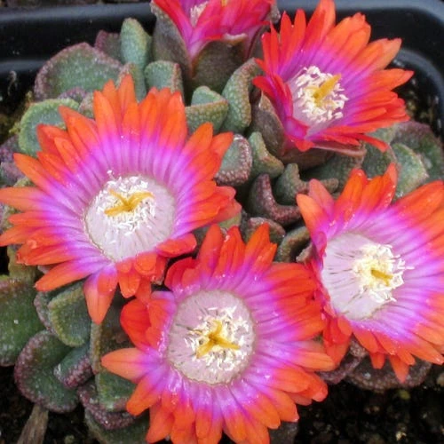 Psychedelic Mesemb (Aloinopsis) 1 Psychedelic Mesemb (Aloinopsis)