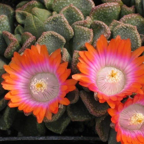 Psychedelic Mesemb (Aloinopsis) 3 Psychedelic Mesemb (Aloinopsis) - Image 3