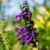 Amistad Salvia 17 Amistad Salvia -High Country Gardens Store amistad salvia 1 2