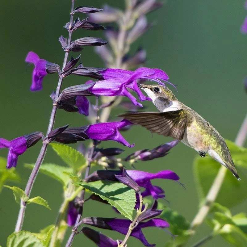 Amistad Salvia 2 Amistad Salvia - Image 2