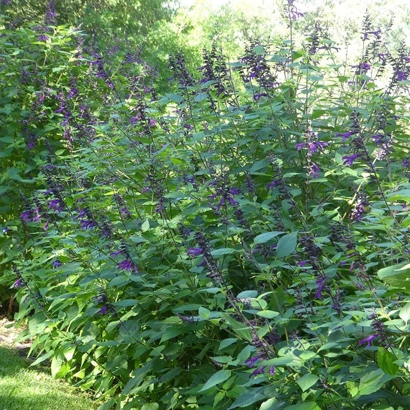 Amistad Salvia 4 Amistad Salvia - Image 4