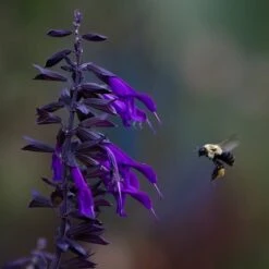 Amistad Salvia 9 Amistad Salvia -High Country Gardens Store amistad salvia 5